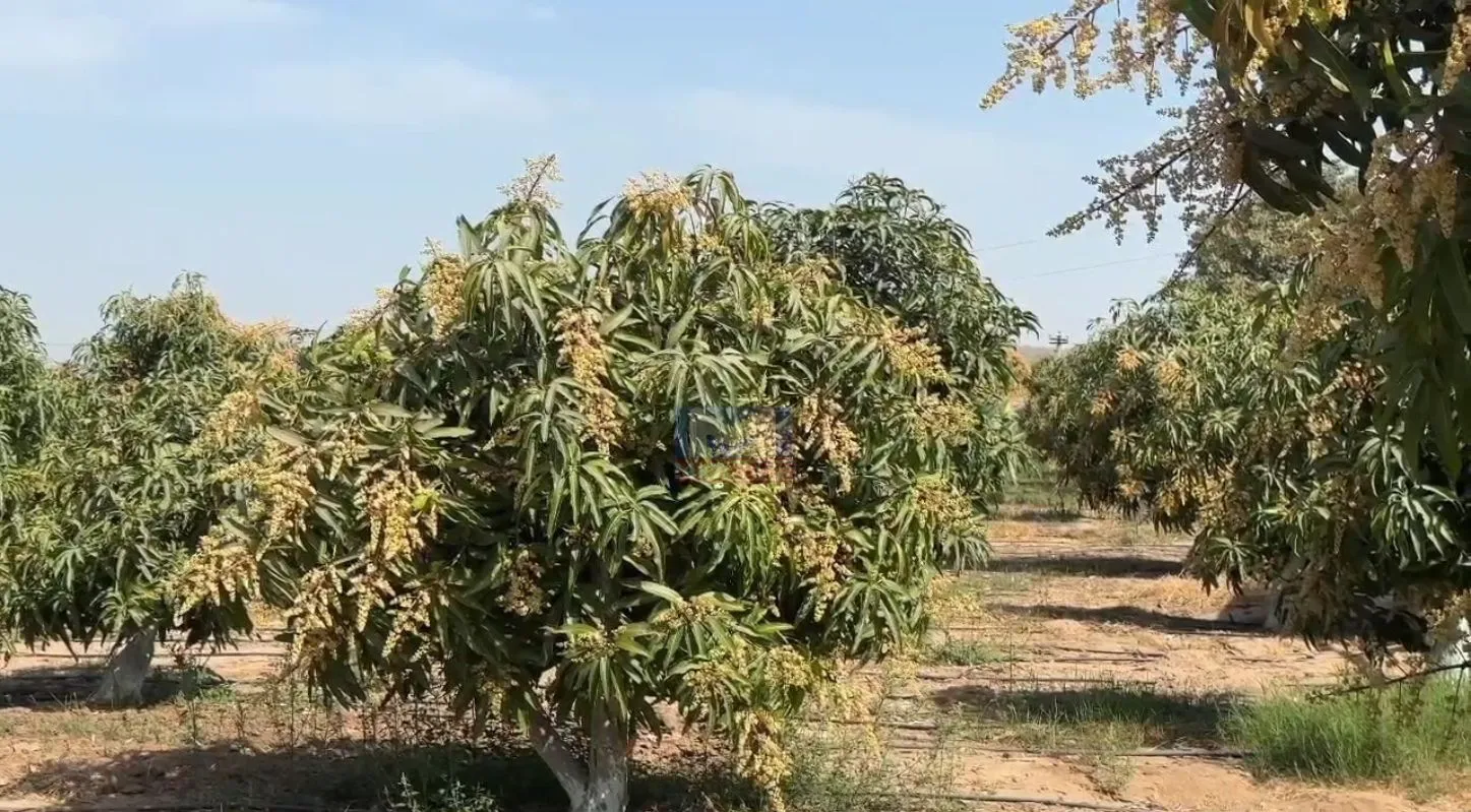 Mango Purchase Tricks, કેરીની ખરીદી, ટ્રિક્સ, ખાટી કેરી, મીઠી કેરી