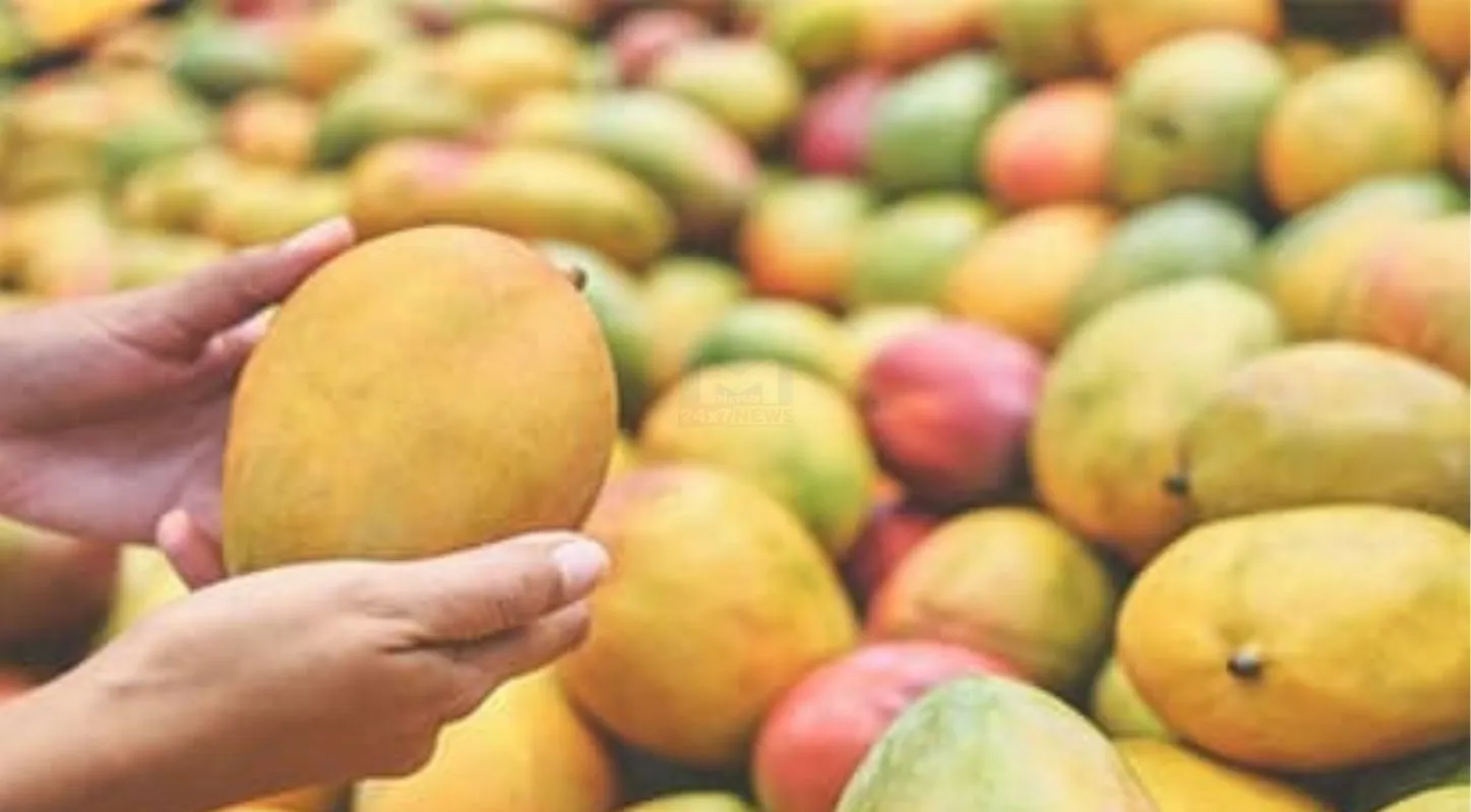 Mango Purchase Tricks, કેરીની ખરીદી, ટ્રિક્સ, ખાટી કેરી, મીઠી કેરી