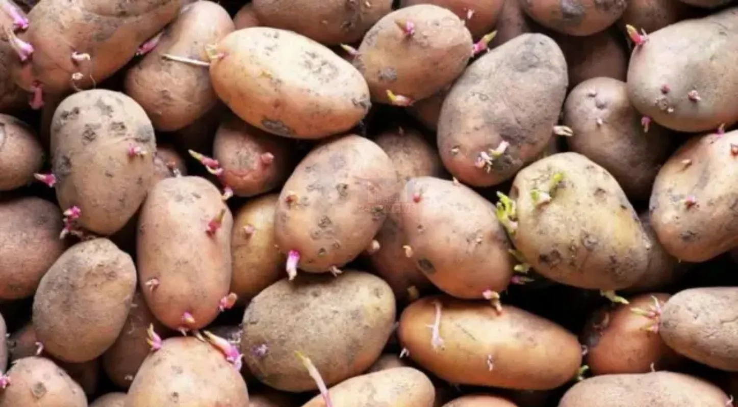 Potato Storage Tips, ઉનાળા, ગરમી, તાપમાન, ફ્રિઝ