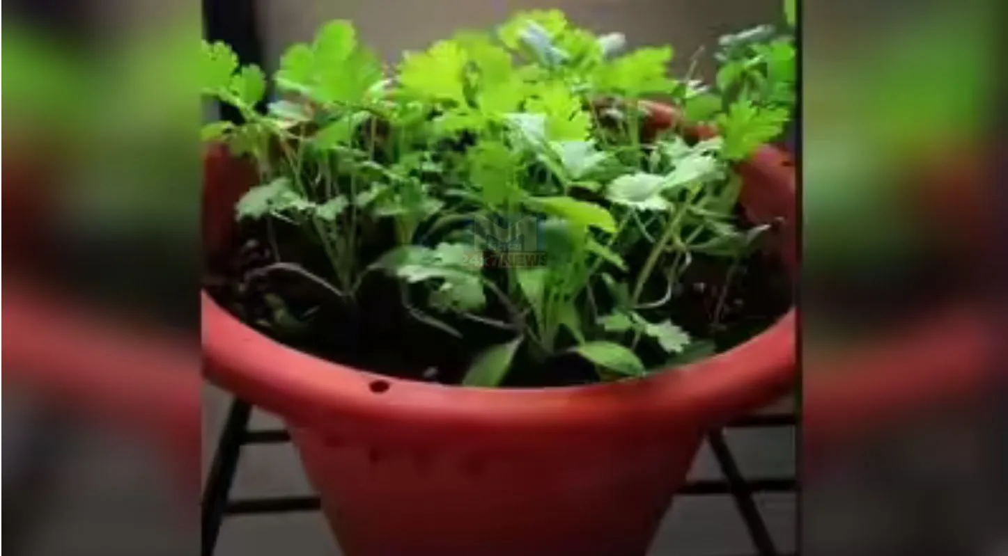 Coriander-Chilly, સૂકા ધાણા, મરચાંના બીયાં, કૂંડા