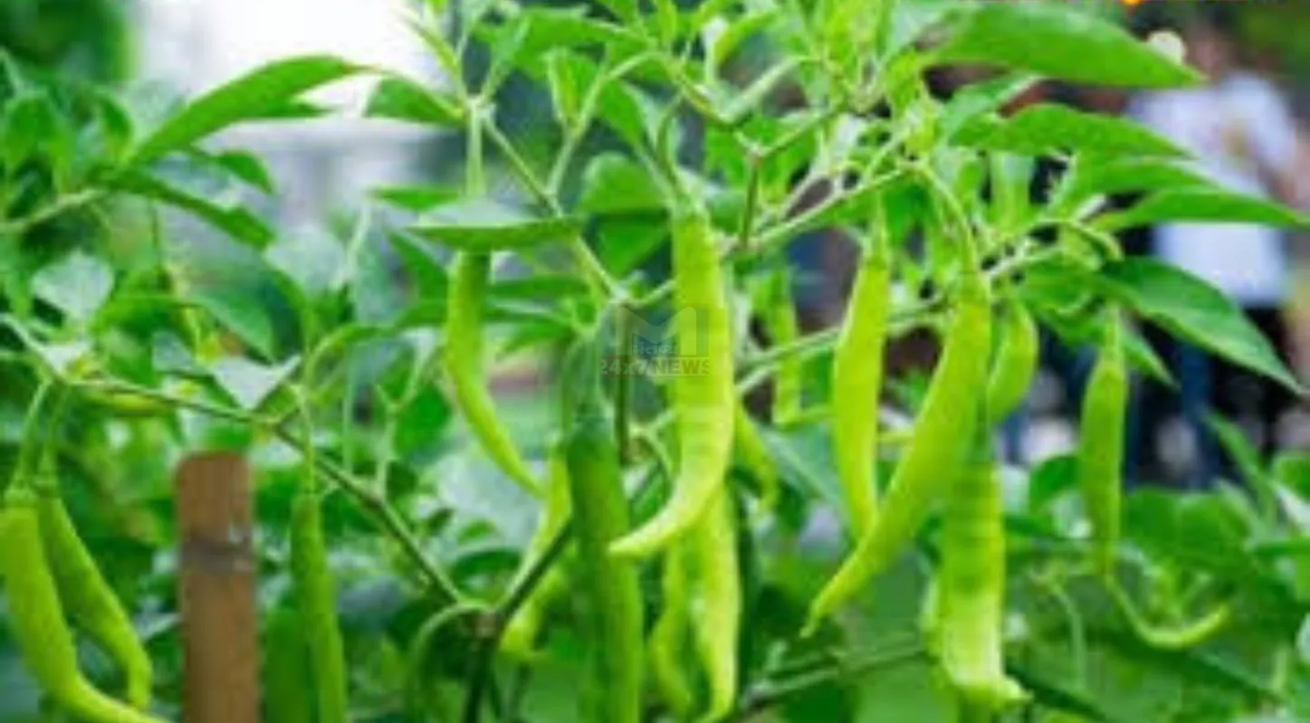 Coriander-Chilly, સૂકા ધાણા, મરચાંના બીયાં, કૂંડા