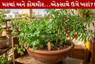 Coriander-Chilly, સૂકા ધાણા, મરચાંના બીયાં, કૂંડા