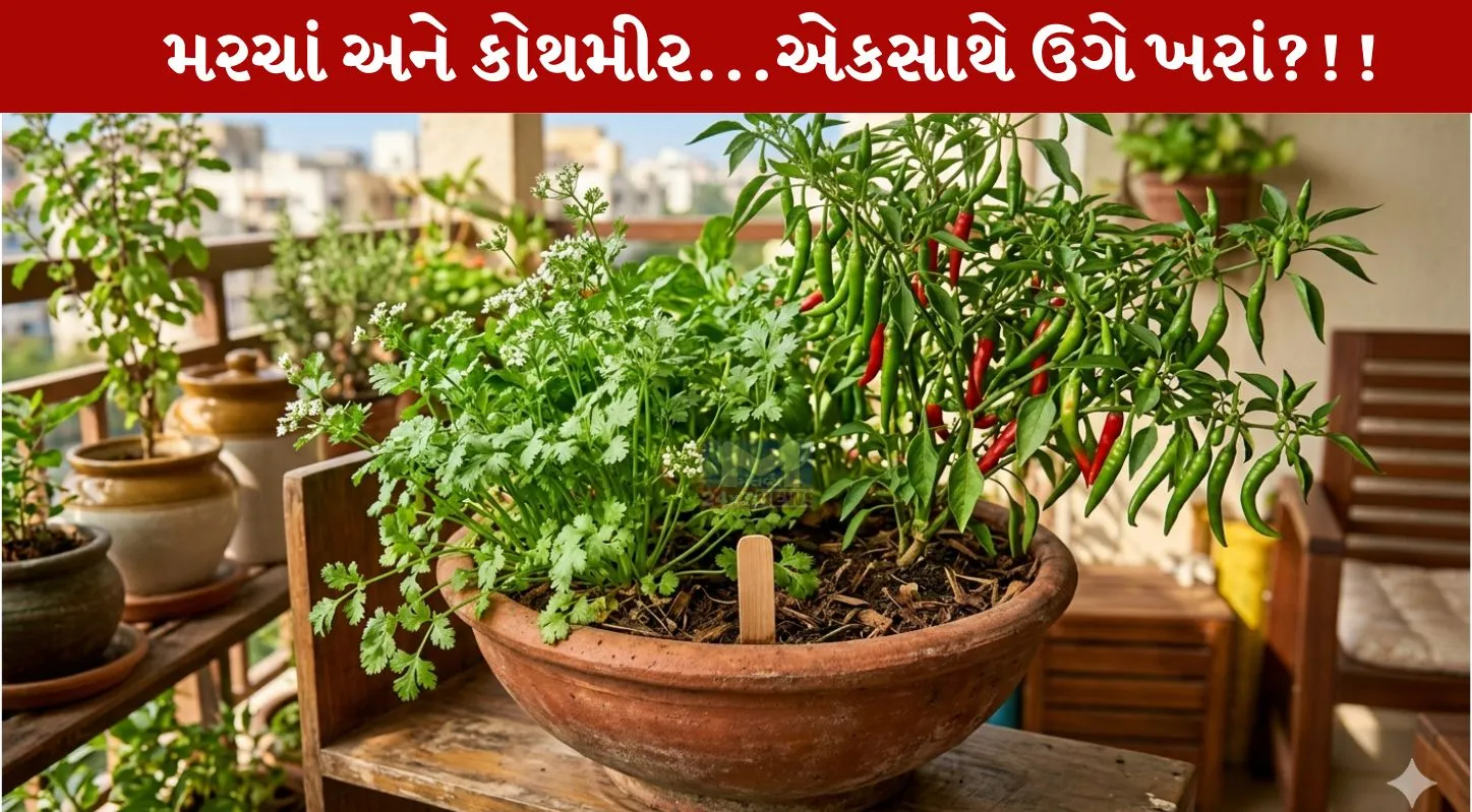 Coriander-Chilly, સૂકા ધાણા, મરચાંના બીયાં, કૂંડા
