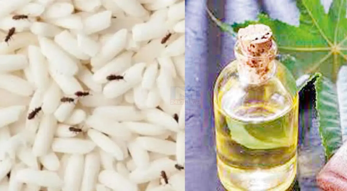 Wheat-Rice Storage Tricks, ધનેડાં, દિવેલ, સરસિયું, કડવો લીમડો