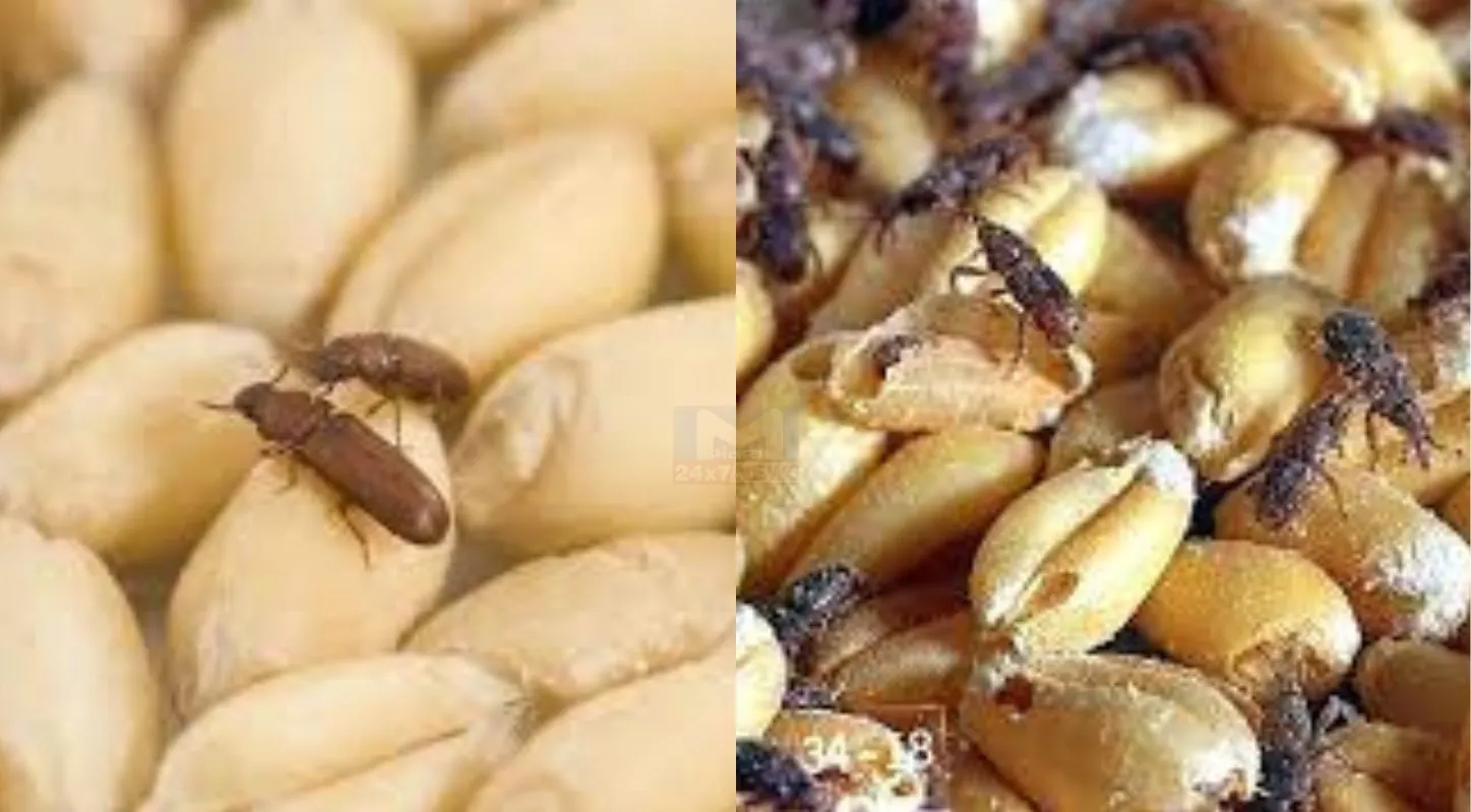 Wheat-Rice Storage Tricks, ધનેડાં, દિવેલ, સરસિયું, કડવો લીમડો