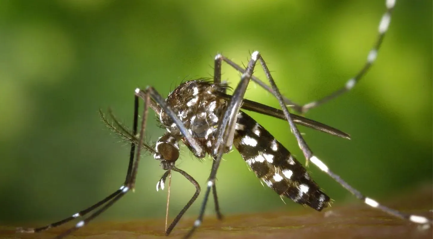 World Malaria Day, બીમારી, માદા મચ્છર, બીમારી, 25 April 2026