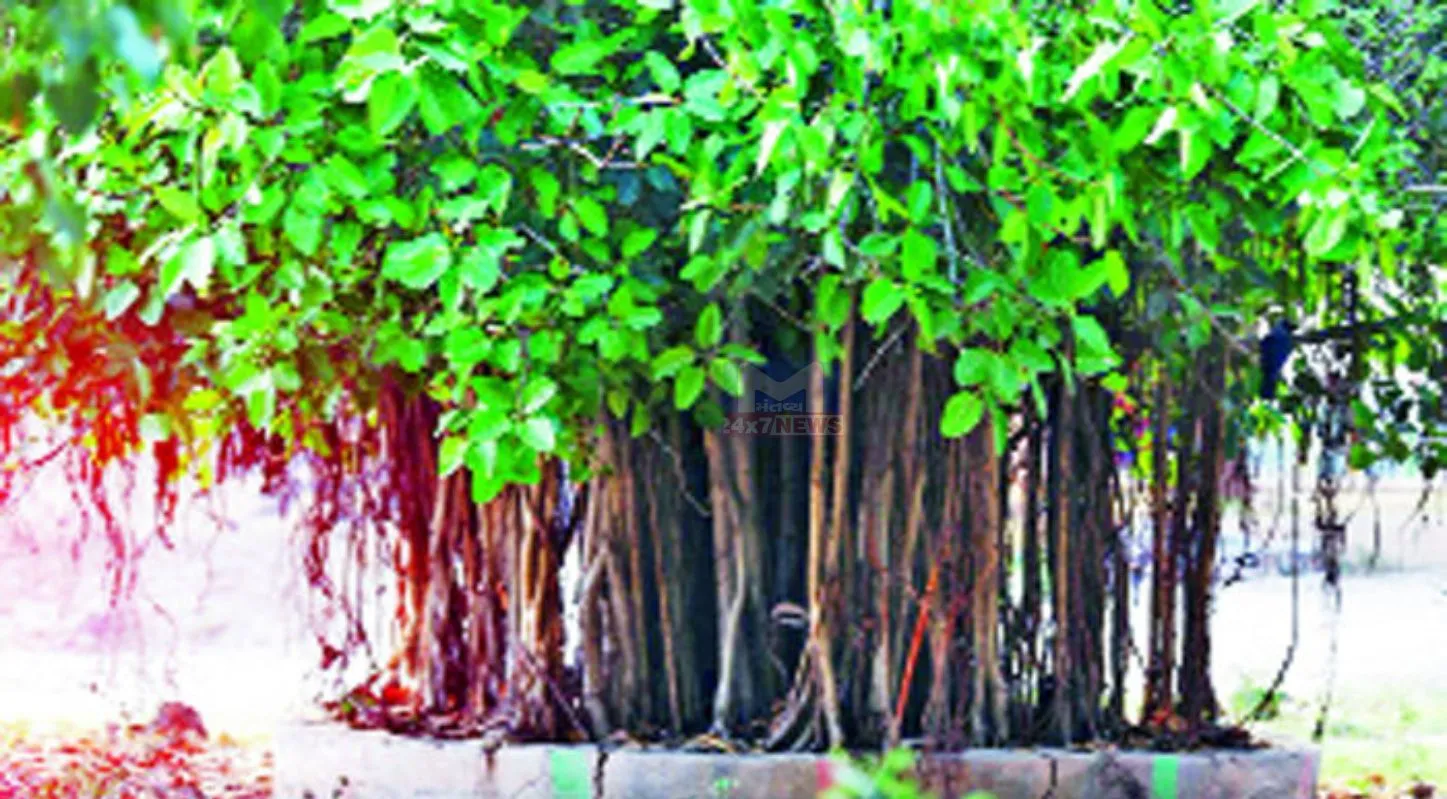 Rakshasutra , નાડાછડી, છોડવાના નિયમો, પીપળો, વડ