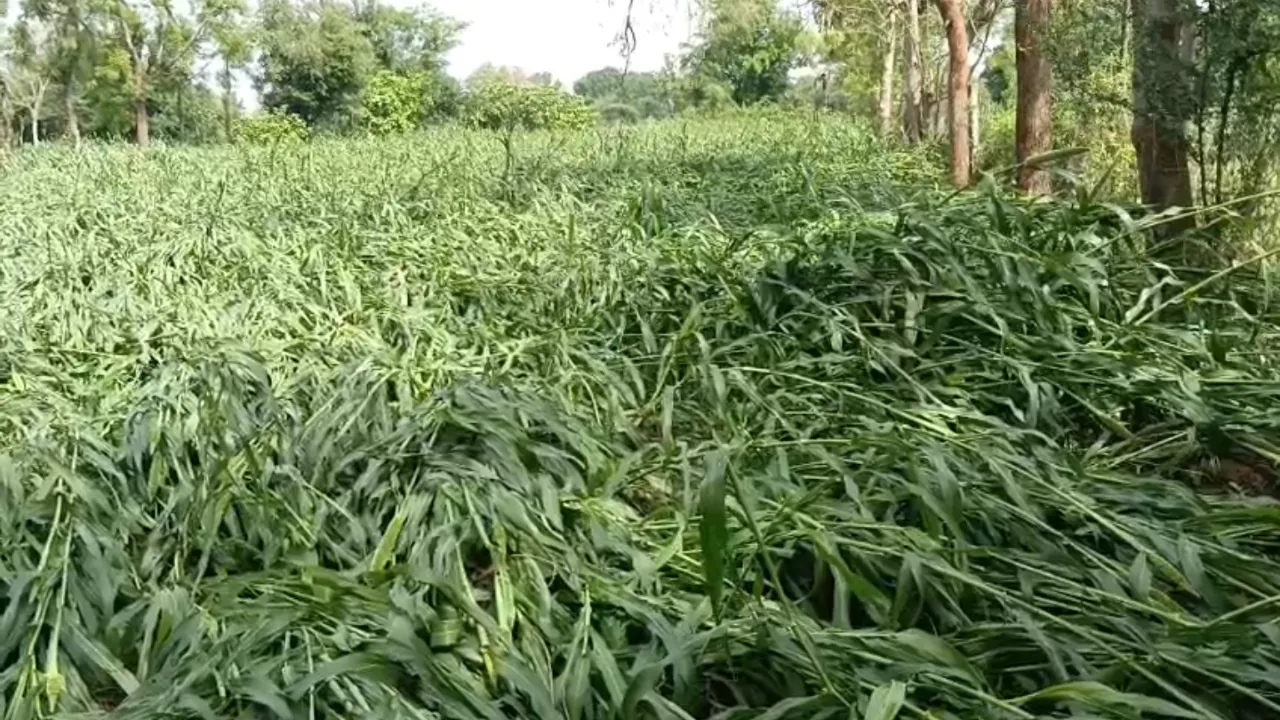 Mahisagar Unseasonal Rain