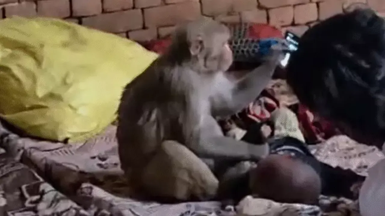 Monkey holding baby Muzaffarnagar