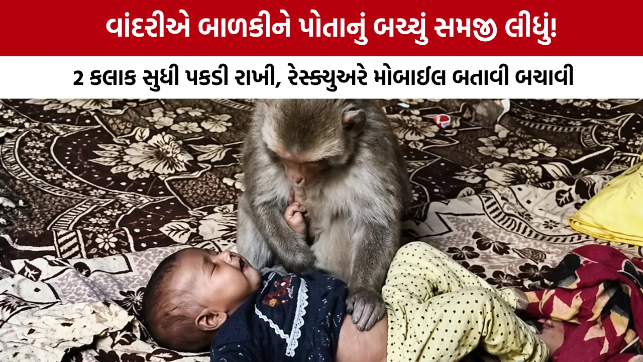 Monkey holding baby Muzaffarnagar