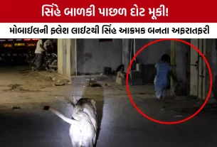 Gir Lion Attacks Girl Video