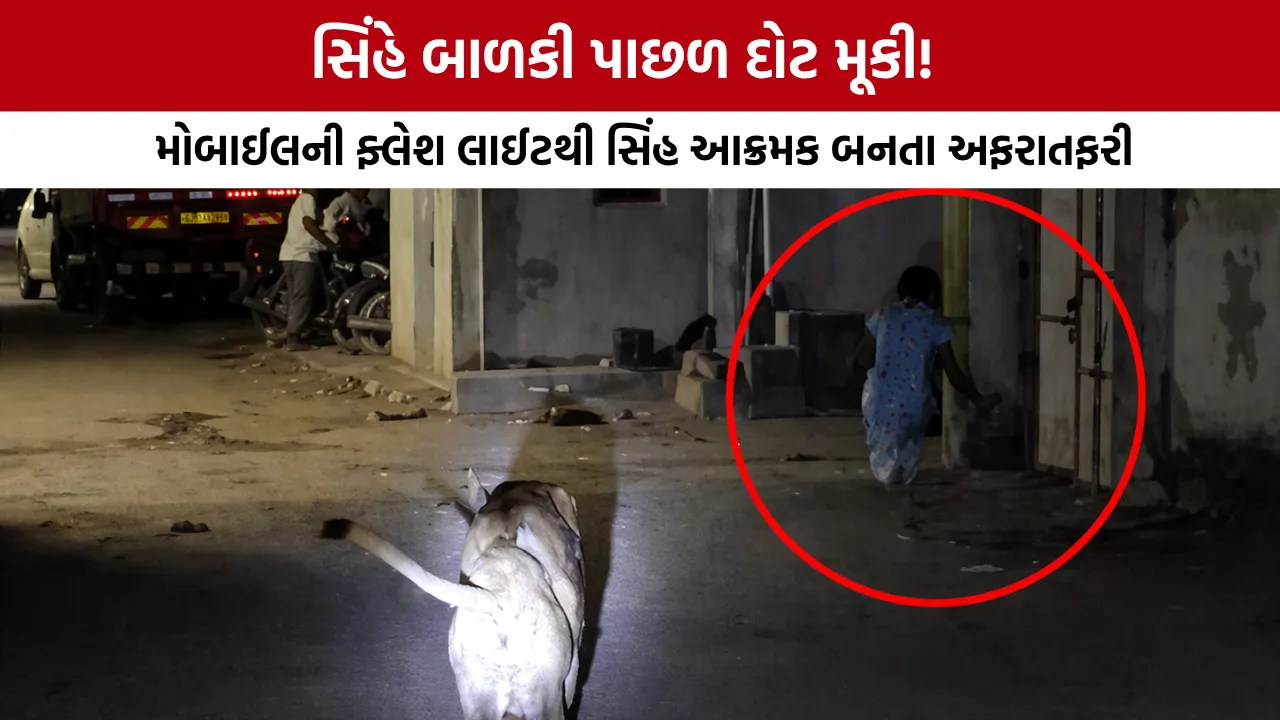 Gir Lion Attacks Girl Video