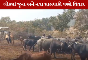 Controversy over Gir' DCF in Dhari, Amreli