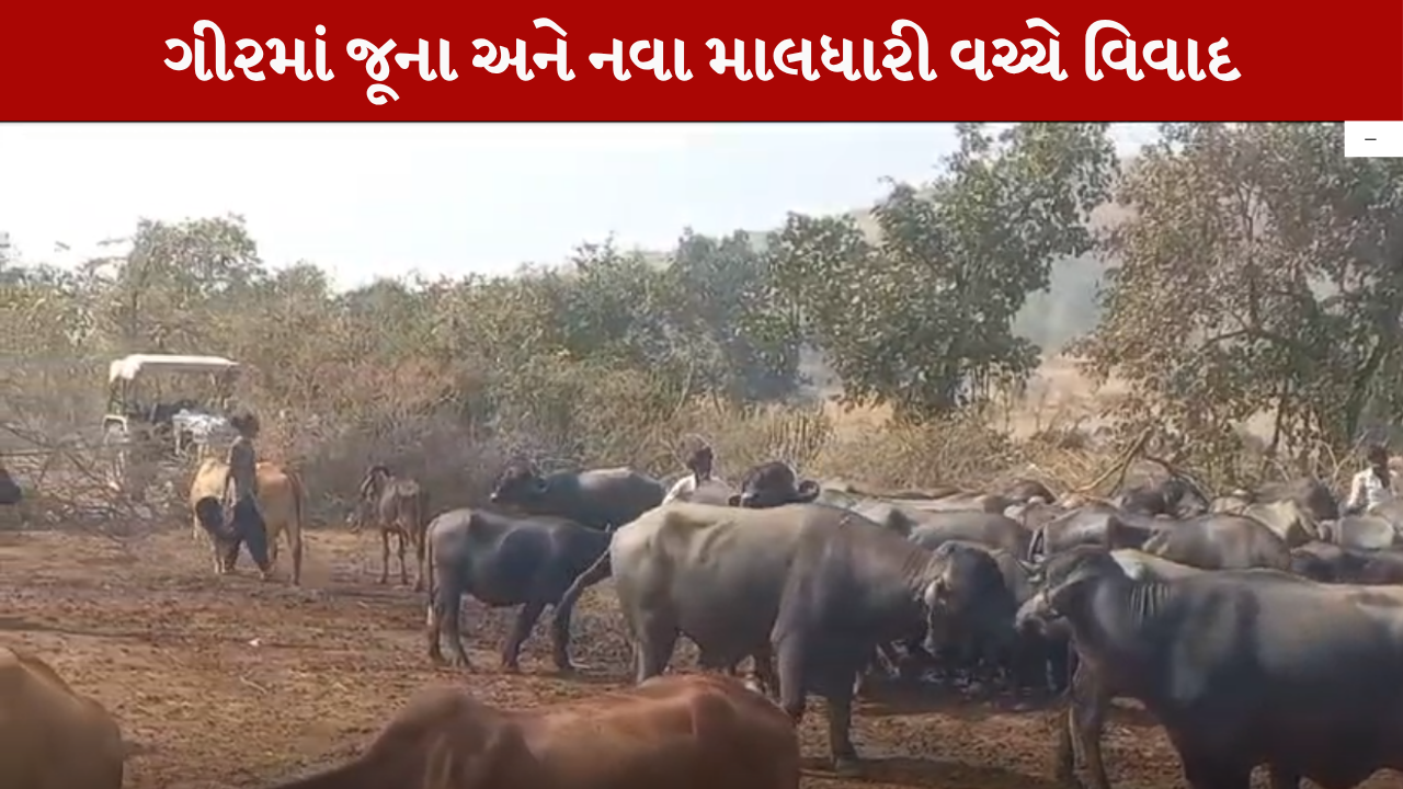 Controversy over Gir' DCF in Dhari, Amreli