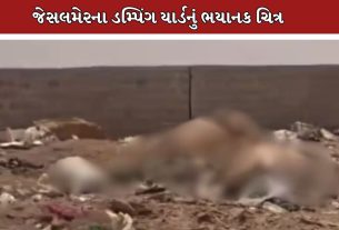 Dead Cows Dumping Yard