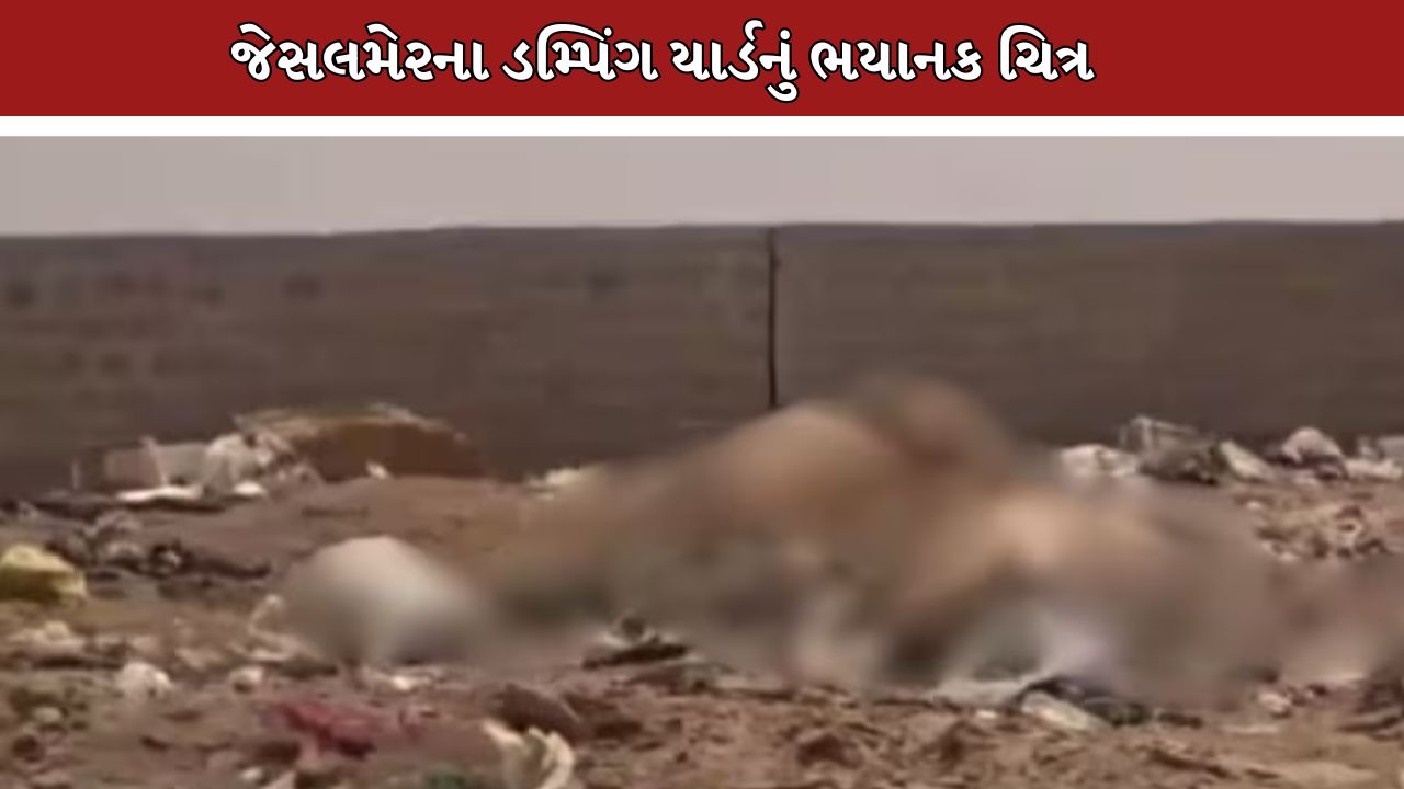 Dead Cows Dumping Yard