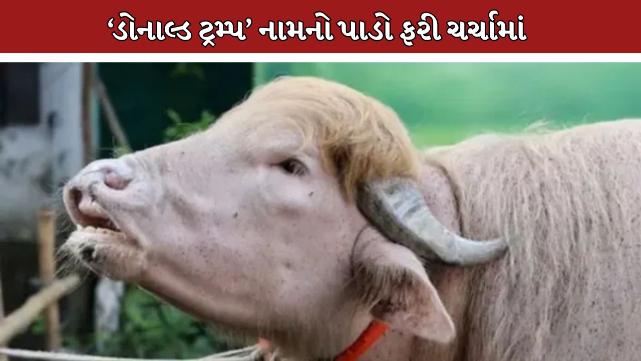 Donald Trump Buffalo