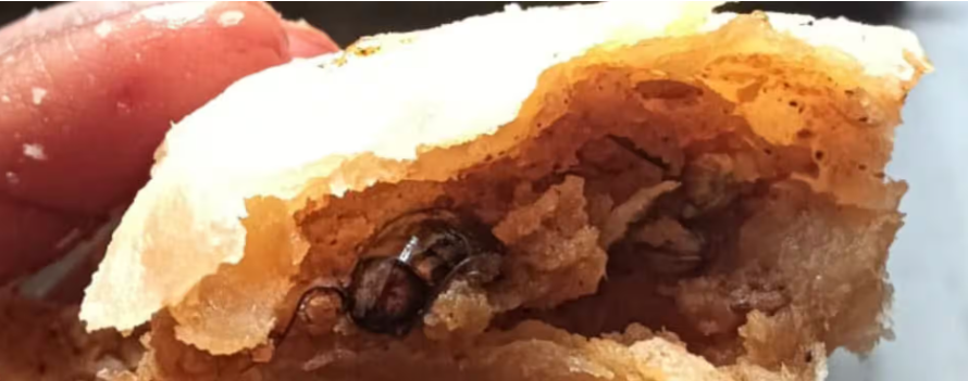 Samosa Cockroach
