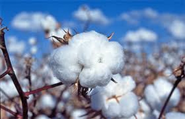 Cotton Import Duty