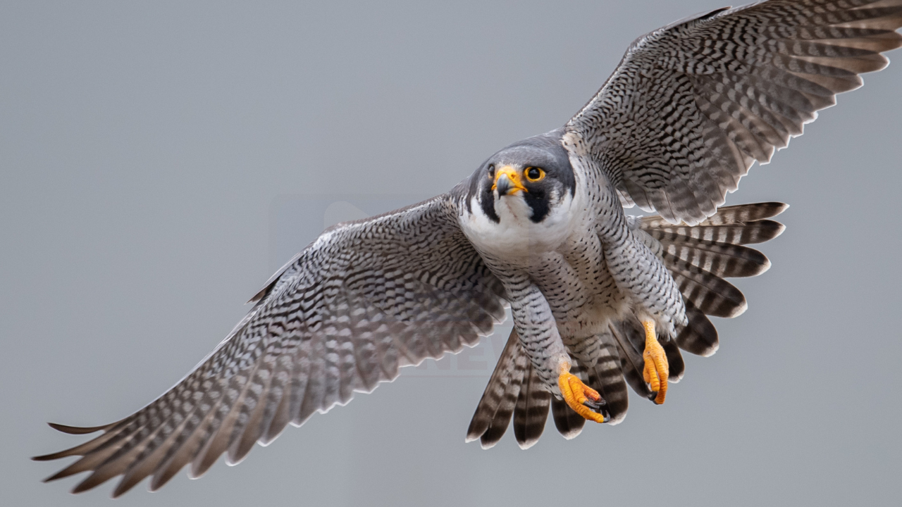 Falcon