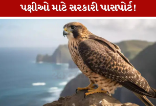 Falcon