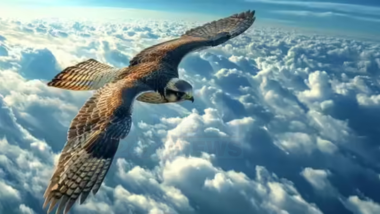 Falcon