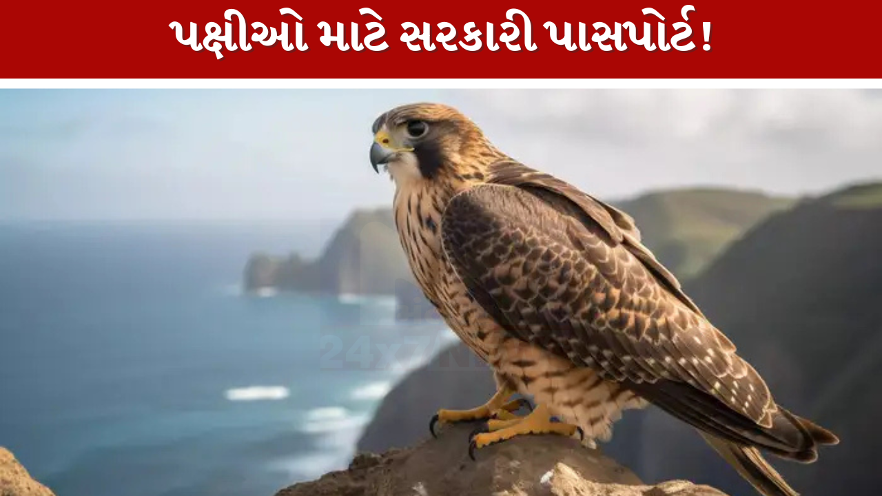 Falcon