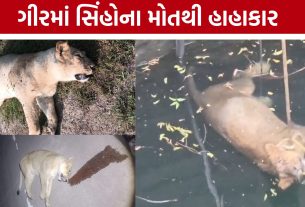 Lion Death Gujarat: ગીરમાં ભેદી રોગનો કહેર, સિંહોના મોત