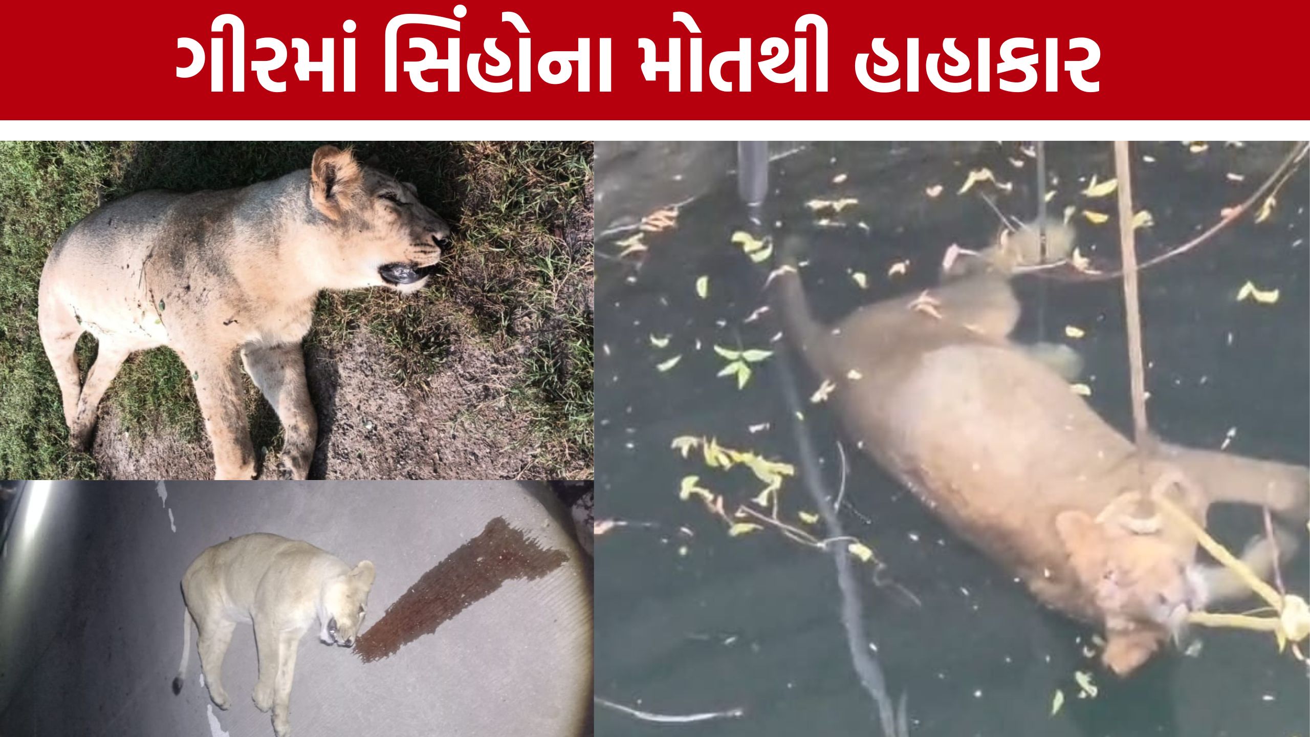Lion Death Gujarat: ગીરમાં ભેદી રોગનો કહેર, સિંહોના મોત