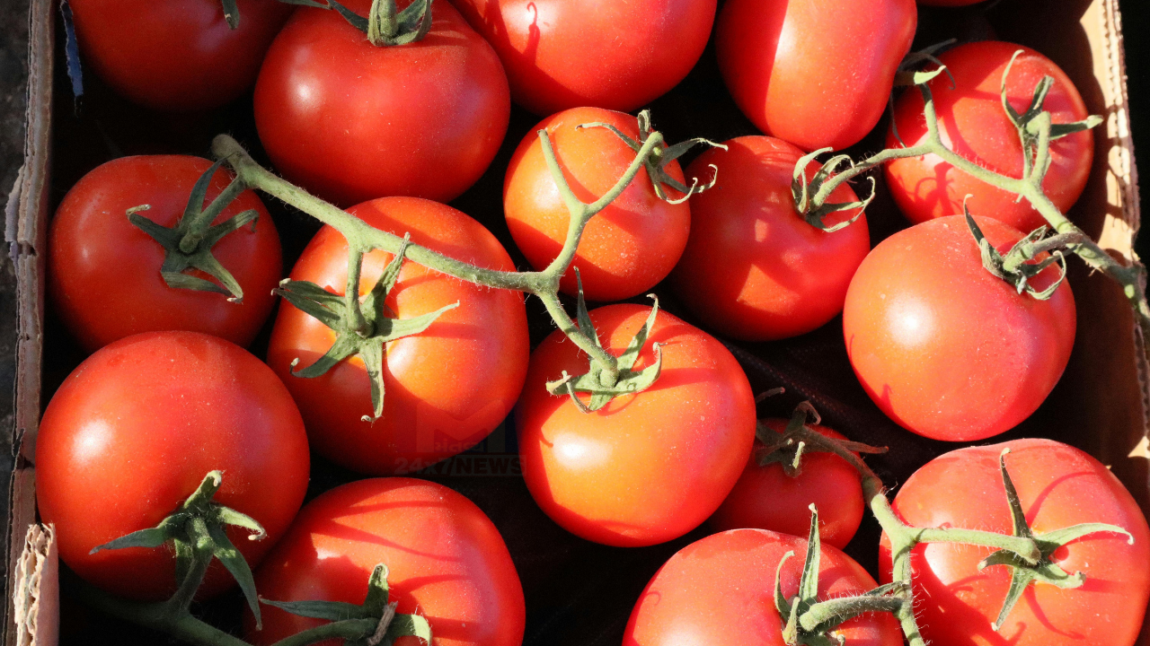 Tomato 