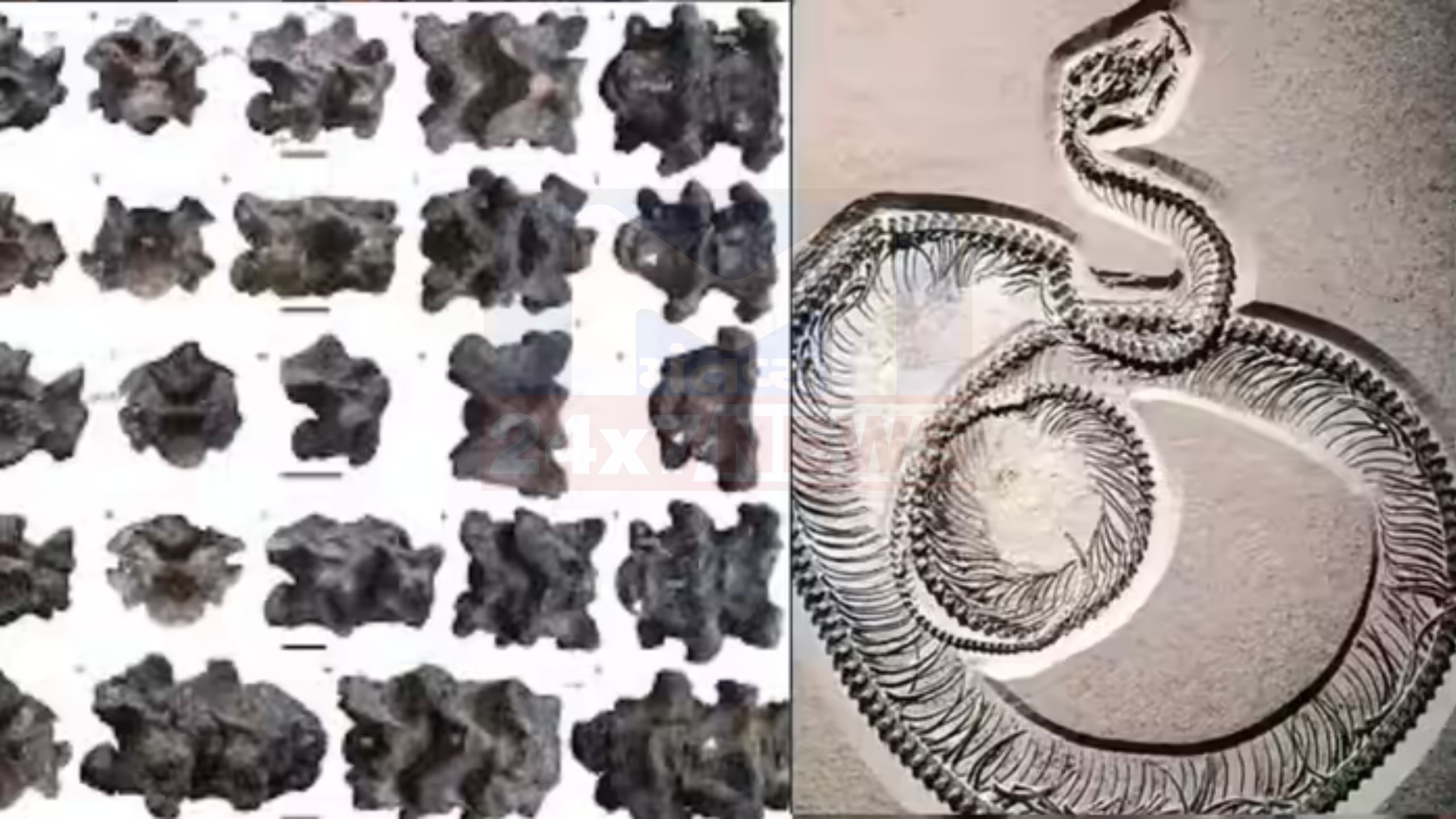 Vasuki Indicus