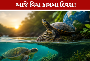 World Turtle Day