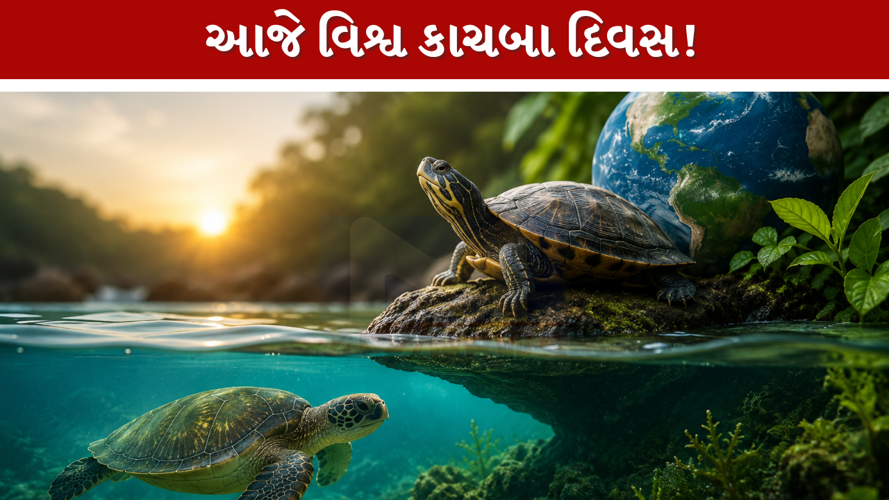 World Turtle Day