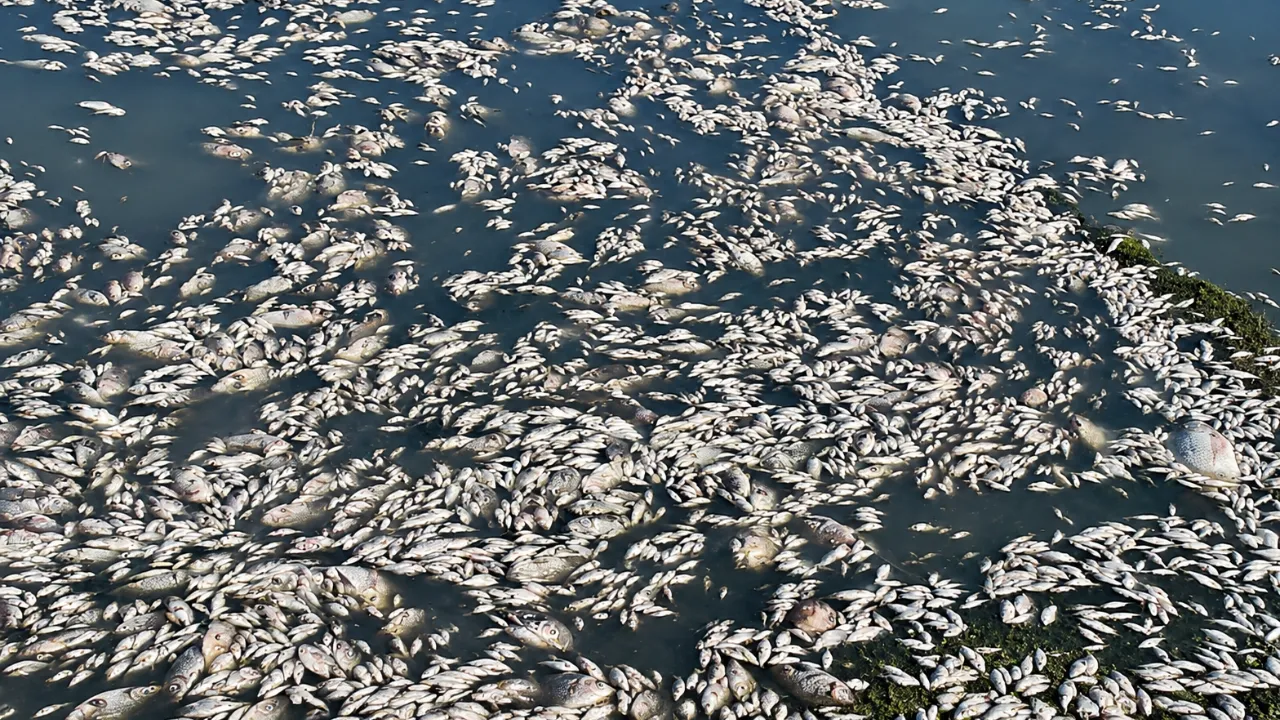Rajodpura Fish Death Anand: