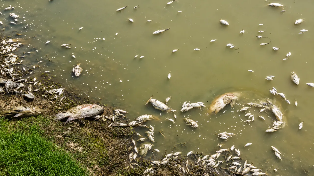 Rajodpura Fish Death Anand: