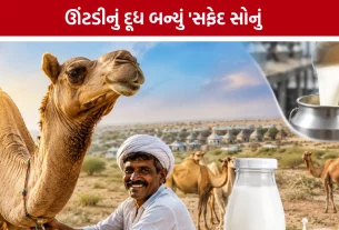 Kutch Camel Milk