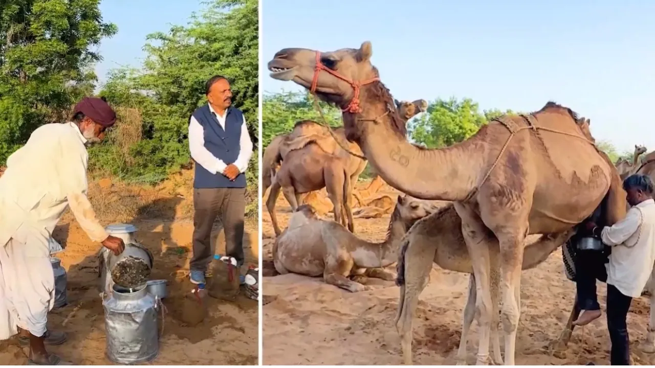 Kutch Camel Milk