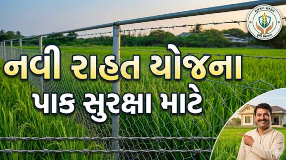 રાજ્યના ખેડૂતોના પાકને પશુઓ અને વન્ય પ્રાણીઓથી થતા નુકસાનને અટકાવવા માટે ‘કાંટાળી તારની વાડની યોજના’ એટલે કે, તાર ફેન્સિંગ (Tar Fencing)યોજનાના નિયમોમાં ખેડૂતહિતલક્ષી સુધારા કરવાનો મહત્વપૂર્ણ નિર્ણય લેવામાં આવ્યો છે.