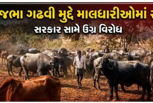 ગીર વિસ્તારમાં માલધારી (Maldhari)તરીકે માન્યતા મેળવવાના મામલે ફરી એકવાર વિવાદ ઊભો થયો છે