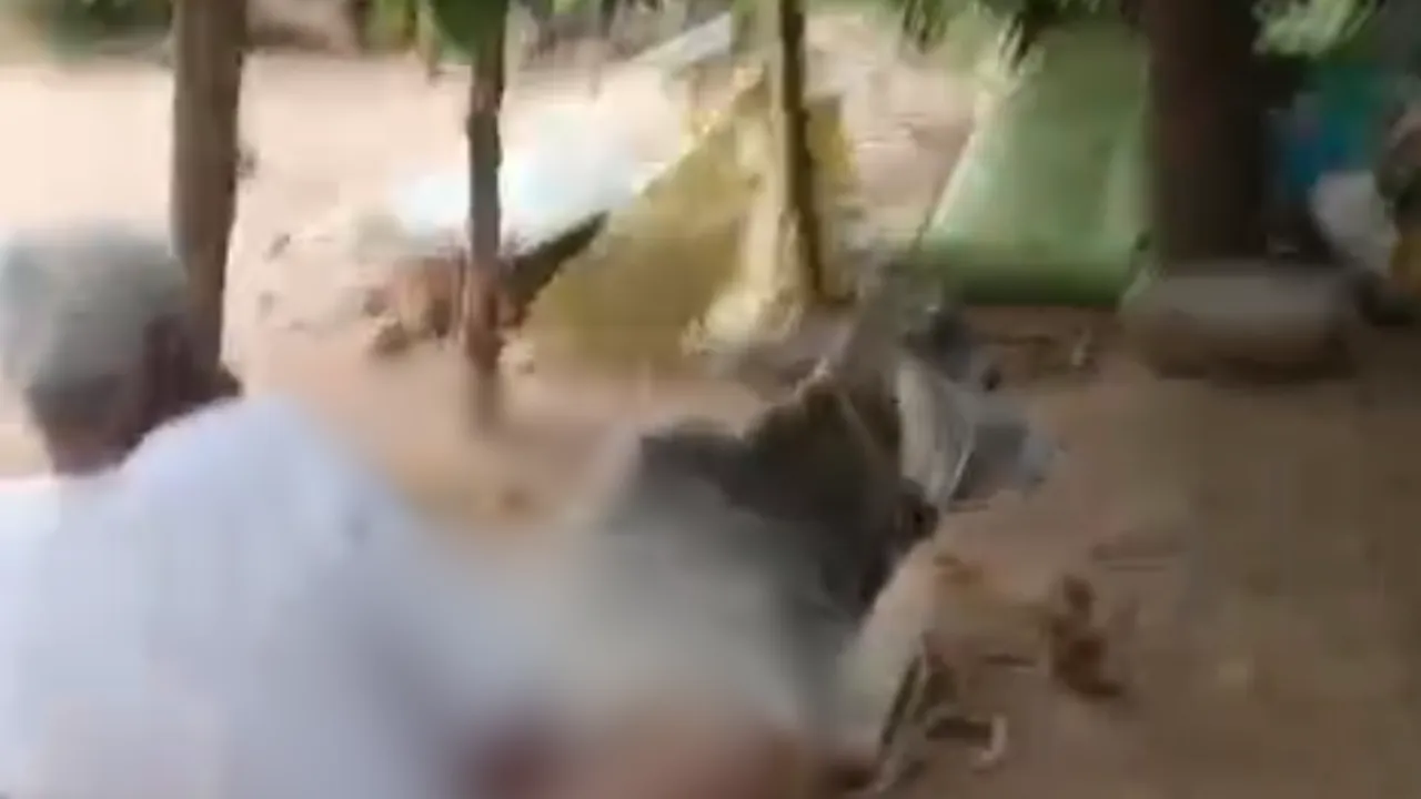 Diodar Animal Cruelty Case