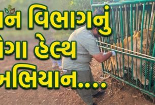 ગીર વિસ્તારમાં સિંહો (Lion)માં જોવા મળેલા રોગચાળાને પગલે ગુજરાત વન વિભાગ દ્વારા તાત્કાલિક અસરથી વિશેષ આરોગ્ય અભિયાન હાથ ધરવામાં આવ્યું છે