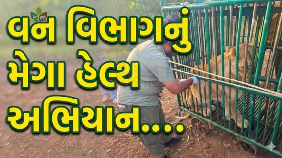 ગીર વિસ્તારમાં સિંહો (Lion)માં જોવા મળેલા રોગચાળાને પગલે ગુજરાત વન વિભાગ દ્વારા તાત્કાલિક અસરથી વિશેષ આરોગ્ય અભિયાન હાથ ધરવામાં આવ્યું છે