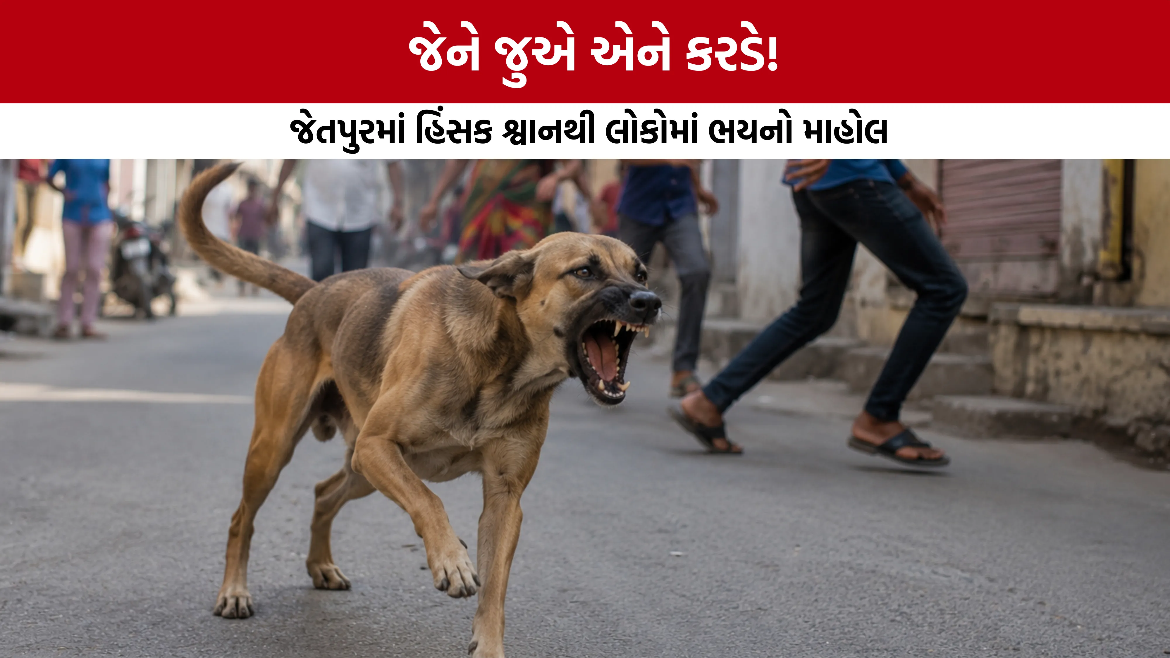 Jetpur Stray Dog Attack News