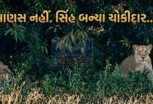 મજૂરો અને સિંહ પરિવાર(Lion Family) વચ્ચે કોઈ ટકરાવ જોવા મળતો નથી
