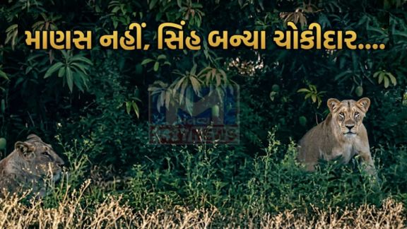 મજૂરો અને સિંહ પરિવાર(Lion Family) વચ્ચે કોઈ ટકરાવ જોવા મળતો નથી