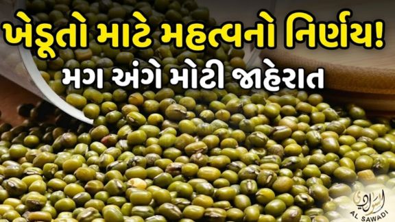 વર્ષ 2025-26ના ઉનાળુ મગ (Moong)ની ટેકાના ભાવે ખરીદી કરવા માટે આવતીકાલ તા. 27 મે,2026થી ખેડૂતોની ઓનલાઇન નોંધણી પ્રક્રિયા શરૂ થશે