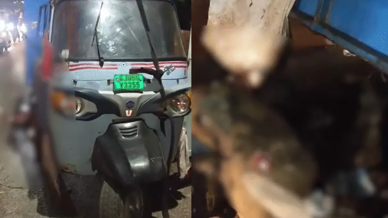 Surat Bhestan SMC Tempo Meat Case