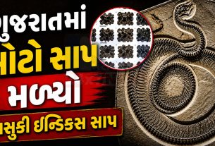Vasuki Indicusનો ખુલાસો કચ્છમાં મળી પ્રાચીન સાપની અનોખી શોધ