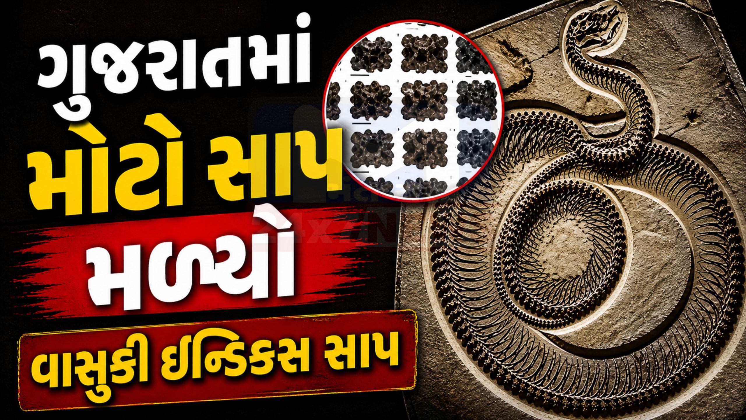 Vasuki Indicusનો ખુલાસો કચ્છમાં મળી પ્રાચીન સાપની અનોખી શોધ