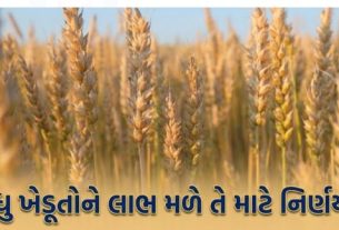 રાજ્યમાં ઘઉંની ટેકાના ભાવે ખરીદી (Wheat Purchase)નો લાભ મહત્તમ ખેડૂતોને મળી રહે તેવા આશય સાથે ખરીદીની સમયમર્યાદા (Deadline)તા. 15.05.2026 થી વધારીને તા. 15.06.2026 સુધી કરવામાં આવી છે